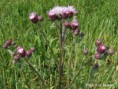Akkerdistel